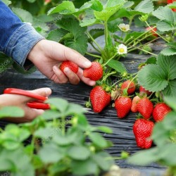 CLERY Strawberry Seeds 2 - 2