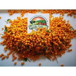 Torkade Charapita-frukter med frön 20 - 3
