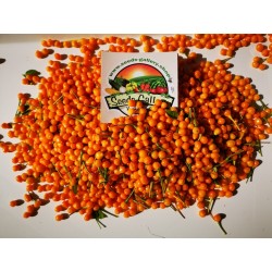 5 свежих Charapita перец фруктов с семенами - Предложение ограничено по времени 10 - 4