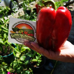 Red Monster Giant Sweet Pepper Seeds 1.85 - 2