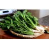 Price: €3 - YEOLMU koreanische junge Sommer-Rettich-Samen - 