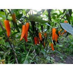 BULGARIAN CARROT Ljuta Chili Paprika Seme 1.8 - 3