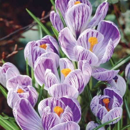 Crocus hollandais géant "Pickwick" - bulbes | 3,50 €