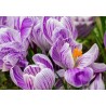 Ο γίγαντας Ολλανδικός Crocus "Pickwick" - βολβοί | 3,50 €