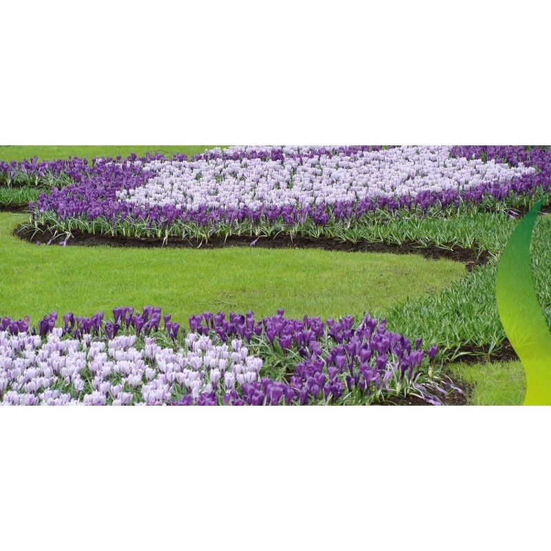 Giant Dutch Crocus "Pickwick" Bulbs | €3.50