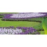 Crocus hollandais géant "Pickwick" - bulbes | 3,50 €