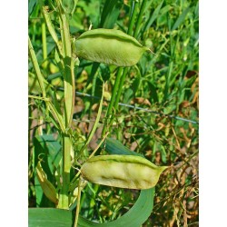 Semi di Cicerchia, Pisello d'India (Lathyrus sativus) 1.85 - 7