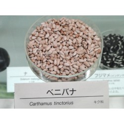 Safflower Seeds (Carthamus tinctorius) 1.95 - 6