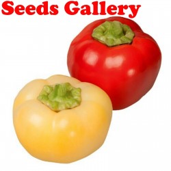 Sweet Pepper Seeds ''Novosadjanka'' 1.85 - 1