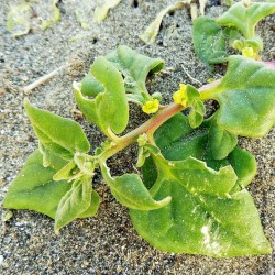 Sementes de Espinafre da Nova Zelândia (Tetragonia tetragonoides) 1.85 - 2