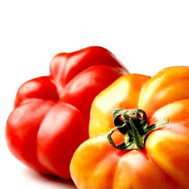 Seme paradajza Montserrat 1.95 - 1