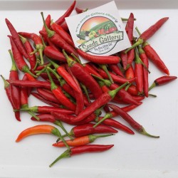 Serbian Mini VEZANKA Chili Seeds 1.95 - 2