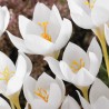 Bulbos de Crocus Blanco | 3,50 €
