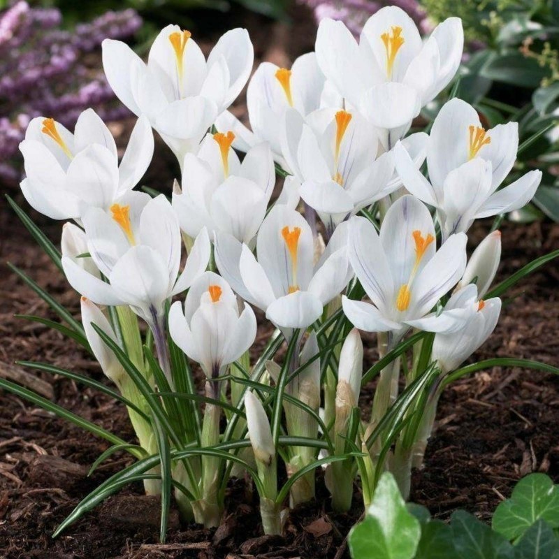 White Crocus bulbs Cena €3.50