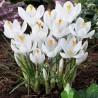 Bulbos de Crocus Blanco | 3,50 €