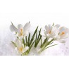 Bulbos de Crocus Blanco | 3,50 €