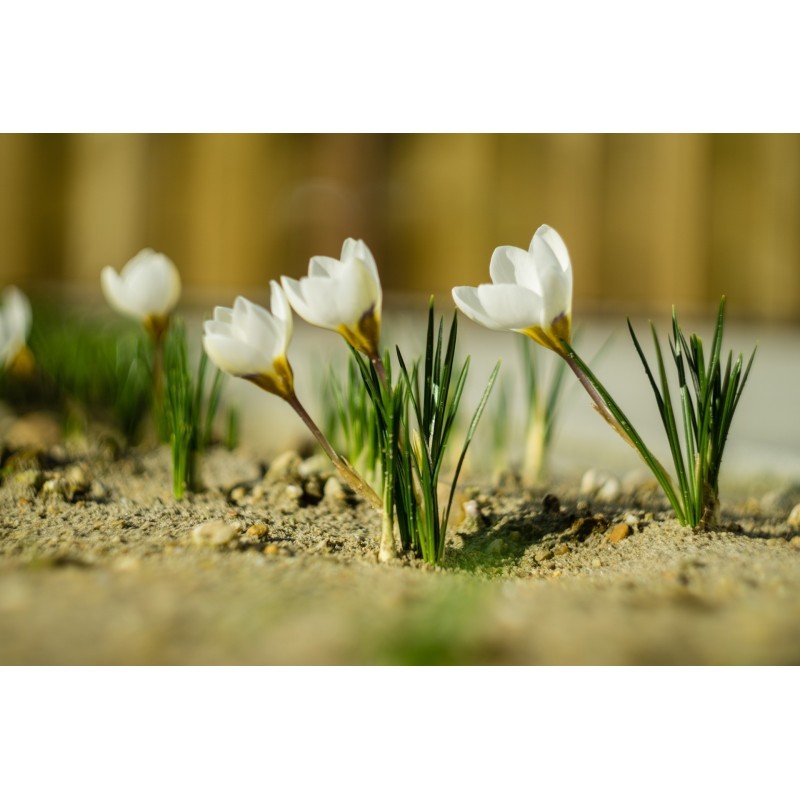Crocus blanc - bulbes | 3,50 €