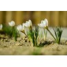 Bulbos de Crocus Blanco | 3,50 €