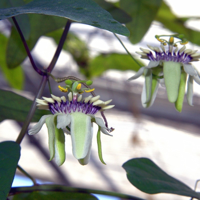 Sementes De Passiflora colinvauxii 1.85 - 1