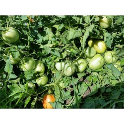 Alparac Tomato Seeds - Variety from Serbia 1.95 - 3