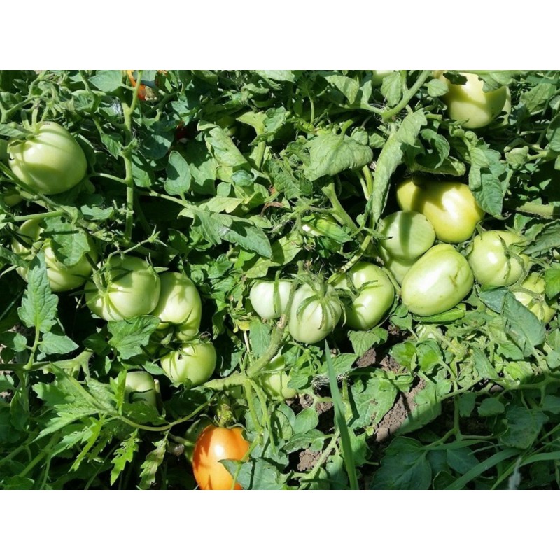 Sementes de Tomate Alparac - Variedade da Sérvia | 1,95 €