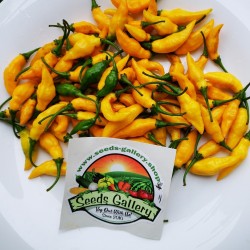 Yellow Pointy Chili Frön 1.75 - 2