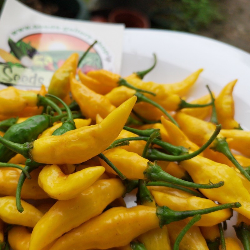Yellow Pointy Chili Seeds Prijs €1.75