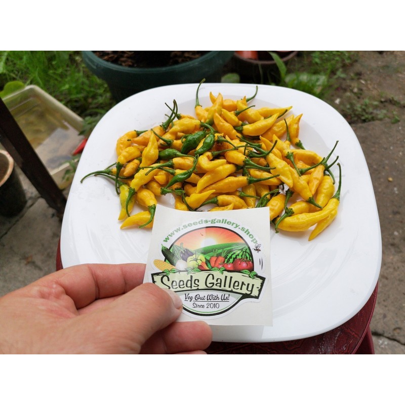 Sementes de pimentão Yellow Pointy | 1,75 €