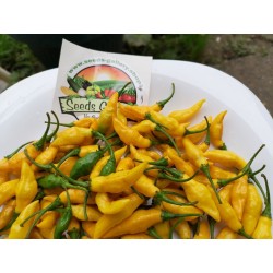 Yellow Pointy Chili Frön 1.75 - 4