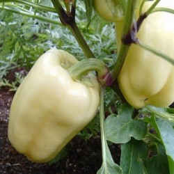 Sweet Pepper Seeds 'Soroksari' 1.95 - 2