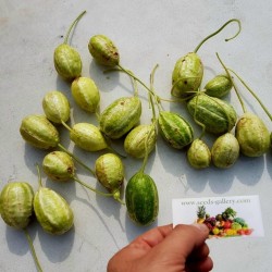 Σπόροι Ινδικο Αγγουρακι (Cucumis anguria) 1.85 - 2