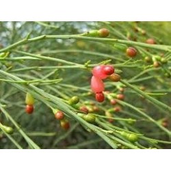 Sementes de Exocarpus sparteus 2 - 9