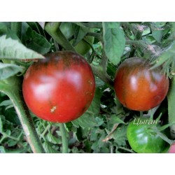 Sementes de Tomate Cigana 1.65 - 3