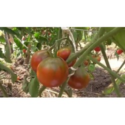 Graines de Tomate Gypsy 1.65 - 6