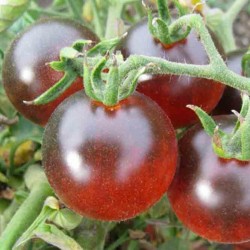 Zigan (Zigeuner, Gipsi) Tomaten Samen 1.65 - 2