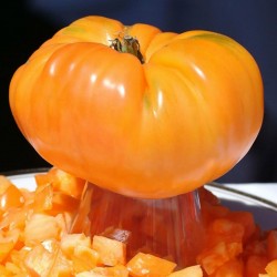 Sementes de tomate Laranja Beefsteak 2.15 - 2