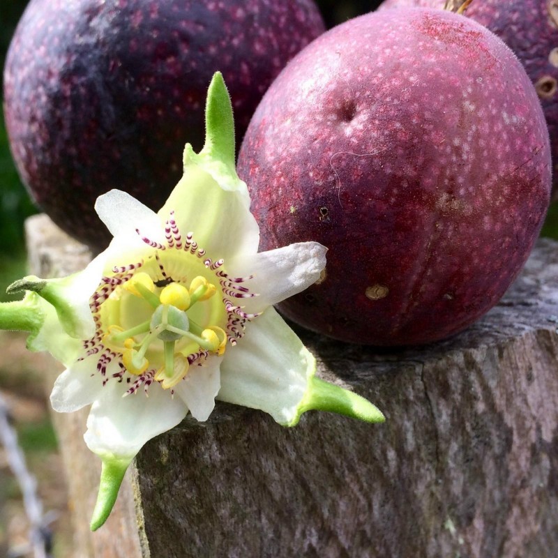 Passiflora adenopoda Σπόροι 1.85 - 1