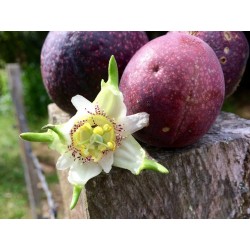 Graines Passiflora Adenopoda (Fruits De La Passion) 1.85 - 3