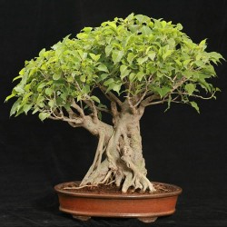 Buddha Baum - Pappel Feige Samen (Ficus religiosa) 2.45 - 1