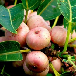 Sacred Fig Seeds (Ficus religiosa) 2.45 - 2