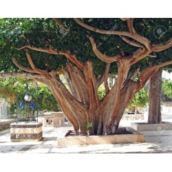 Buddha Baum - Pappel Feige Samen (Ficus religiosa) 2.45 - 3