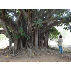 Bodhi Tree, Ficus religiosa Σπόροι 2.45 - 4