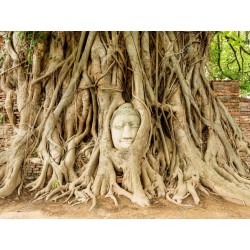 Buddha Baum - Pappel Feige Samen (Ficus religiosa) 2.45 - 5