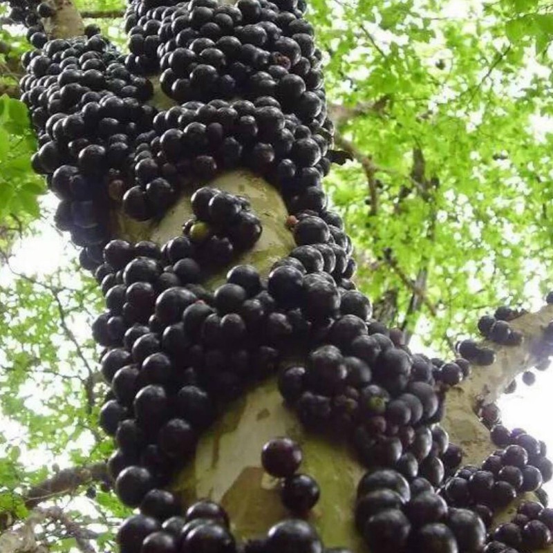 Sementes de Jabuticaba ou Jaboticaba (Plinia cauliflora) | 6,50 €