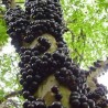 Sementes de Jabuticaba ou Jaboticaba (Plinia cauliflora) | 6,50 €