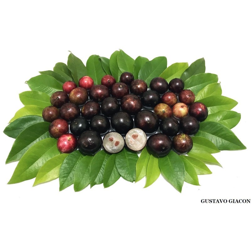 Brazilian Grapetree, Jabuticaba Seeds (Plinia cauliflora) | 6,50 €
