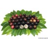 Brazilian Grapetree, Jabuticaba Seeds (Plinia cauliflora) | 6,50 €