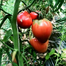 Seme paradajza VAL Sorta iz Slovenije 2 - 2