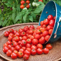 Sementes de tomate Paradiso Midi Rispen 1.85 - 2