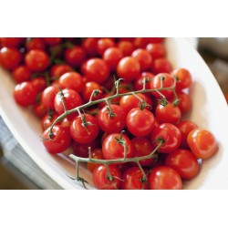 Graines de tomate Paradiso Midi Rispen 1.85 - 3